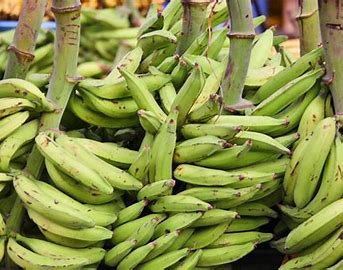 Plantain